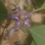Solanum seaforthianum Flors