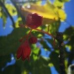 Brachychiton acerifoliusBlomst