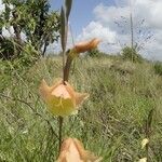Gladiolus dalenii മറ്റ്