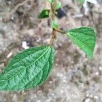 Acalypha australis Levél