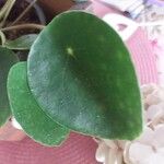 Pilea peperomioidesLeaf