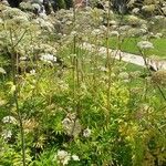 Angelica heterocarpa 整株植物