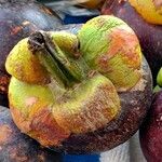 Garcinia mangostana Frukt