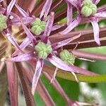 Allium schubertii Λουλούδι