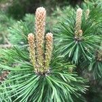 Pinus uncinata Blüte