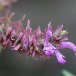 Salvia canariensis Blüte