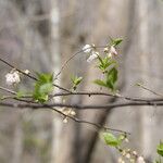 Halesia carolina Vekstform