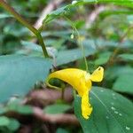 Impatiens pallidaЦвят