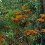 Grevillea robusta Flower