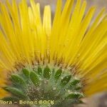 Pulicaria canariensis Flor