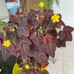 Oxalis hedysaroides Hoja