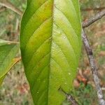 Citharexylum myrianthum Blatt