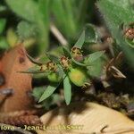 Euphorbia exigua Flor