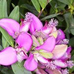 Polygala myrtifolia 花