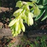 Galtonia candicans Flower