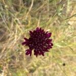 Scabiosa atropurpureaFloare