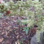 Talisia sylvatica Blomma