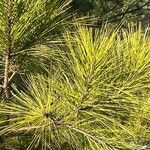 Pinus taeda Лист