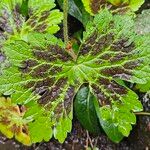 Geranium phaeum পাতা