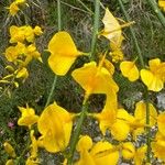 Genista aetnensis Flower