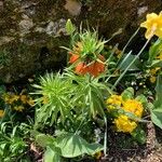 Fritillaria imperialisΦύλλο