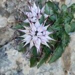 Physoplexis comosa 花