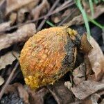 Juglans nigra Mbuma