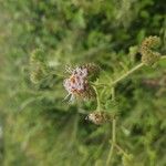 Phacelia ramosissima Кветка