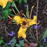 Cypella herbertii Flower