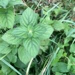 Mentha arvensis 葉