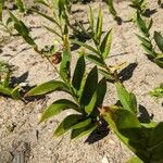 Maianthemum stellatum Ffrwyth