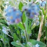 Myosotis minutiflora Floro