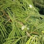 Leucaena pulverulenta Folla