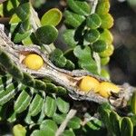 Sophora denudata Fruitua