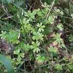 Geranium pusillum Costuma