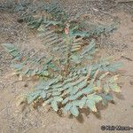 Hoffmannseggia glauca Habit