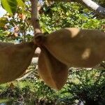 Sterculia apetala Fruit