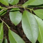 Guapira costaricana Leaf