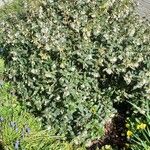 Osmanthus delavayi Levél