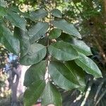 Psidium friedrichsthalianum Leaf