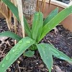 Yucca angustissima Flower