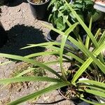 Cordyline indivisa পাতা