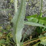 Saussurea alpina Leaf