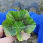 Pelargonium peltatum Feuille