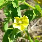 Physalis viscosa Blüte