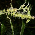 Acalypha apodanthes Feuille