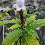Phlogacanthus turgidus फूल