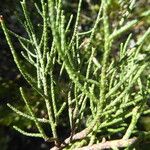 Juniperus phoenicea List