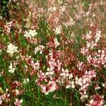 Oenothera lindheimeri Plante entière