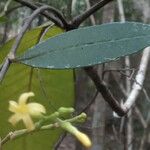 Alstonia vieillardii Leaf
